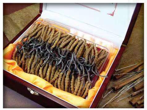 阿鲁科尔沁冬虫夏草回收